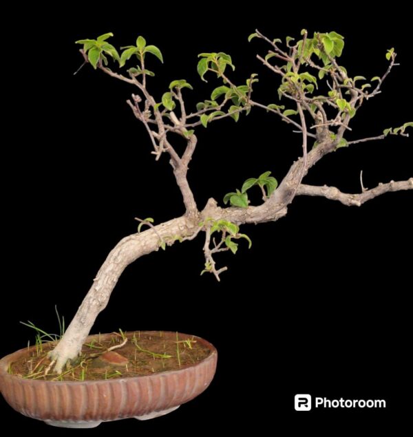 Bougainvillea Bonsai