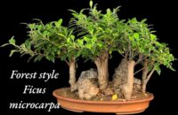 Ficus Microcarpa Rock Forest