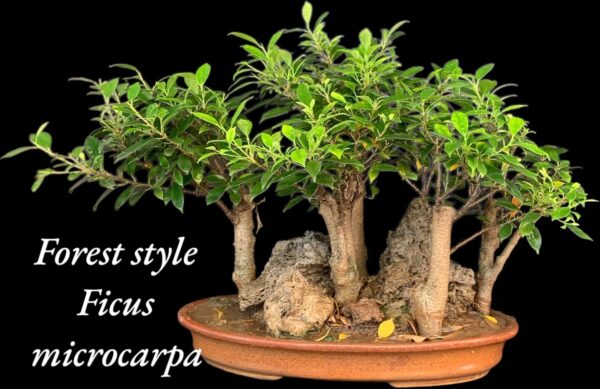 Ficus Microcarpa Rock Forest