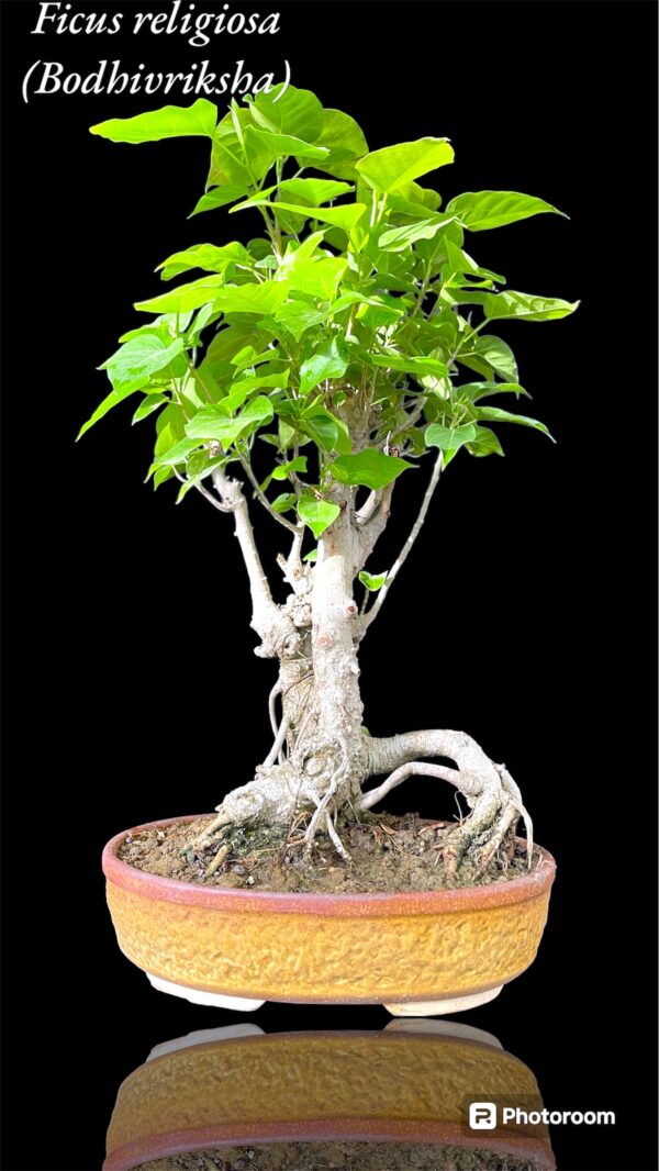 Bodhi Tree Yamadori Bonsai