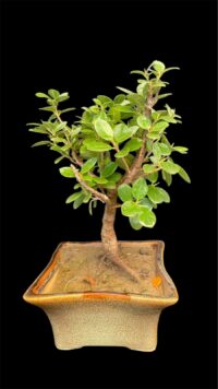 Ficus Longsiland Gifting Bonsai