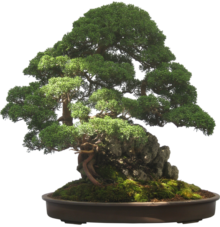 lovely bonsai