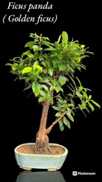 Ficus Panda Bonsai med