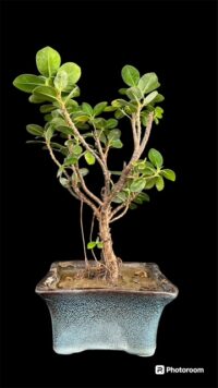 long bonsai