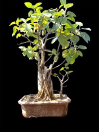 bargad bonsai big