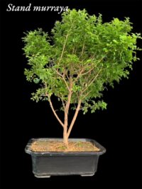 Murraya Bonsai Scent