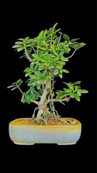Ficus Longsiland Gifting Bonsai