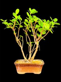 Ficus Longsiland Bonzai