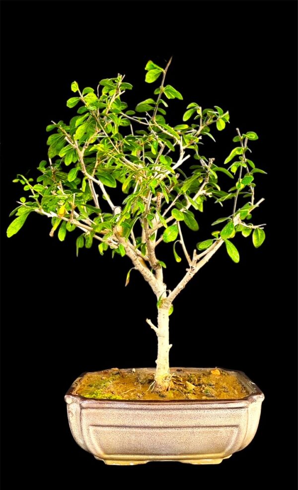 Carmona Flowering Bonsai