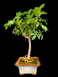 Saplera Small Bonsai