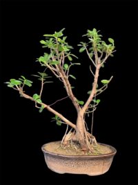 Ficus Longsiland Bonzai