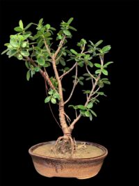 Ficus Longsiland Bonzai