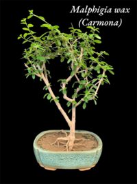 Carmona Flowering Bonsai
