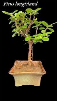 Ficus Longsiland Gifting Bonsai