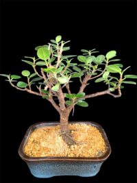 Ficus Longsiland Gift Bonsai