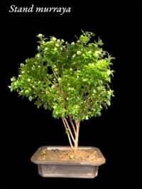 Murraya Bonsai Scented