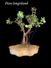 Ficus Longsiland Gifting Bonsai