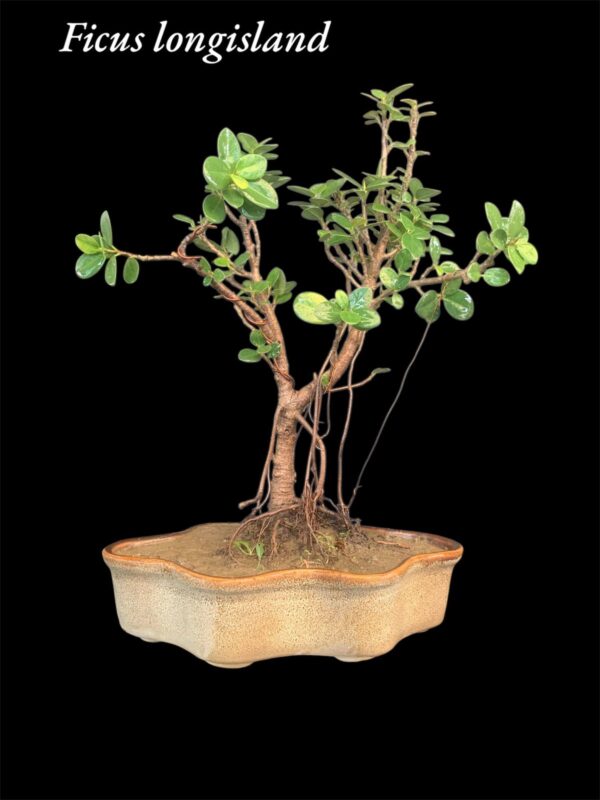 Ficus Longsiland Gifting Bonsai