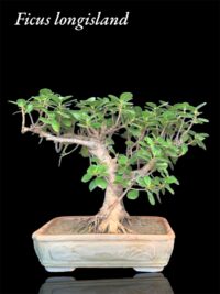 Ficus Longsiland Bonzai