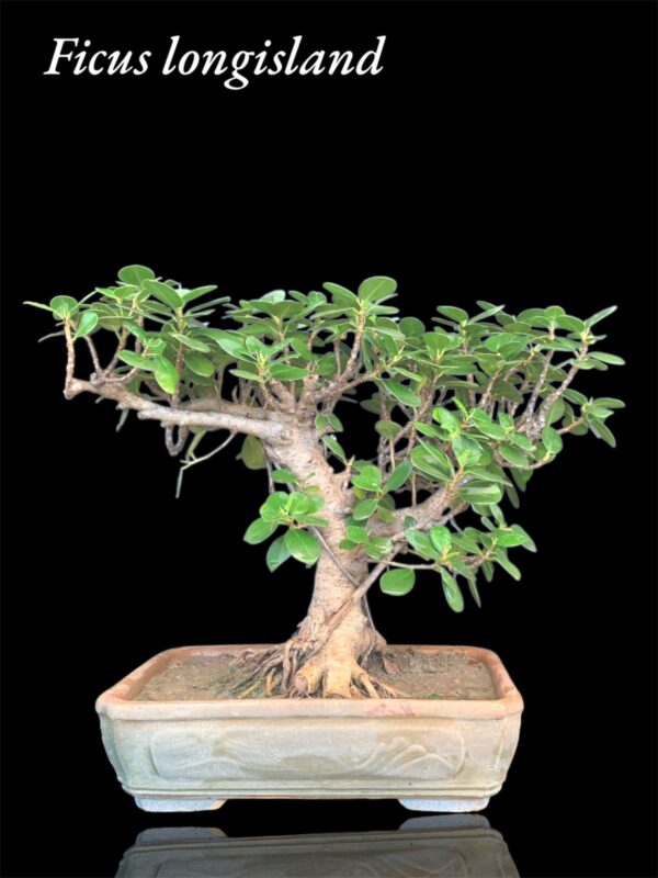 Ficus Longsiland Bonzai