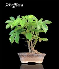Saplera Small Bonsai