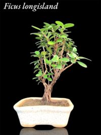 Ficus Longsiland live Bonsai