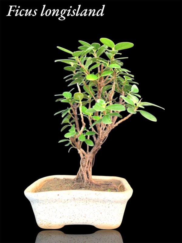 Ficus Longsiland live Bonsai