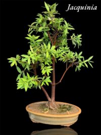 Jacquinia bonsai