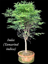 Imli Tamrind Bonsai