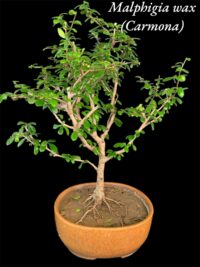 Carmona Flowering Bonsai