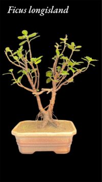 Ficus Longsiland Gifting Bonsai