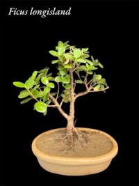 Ficus Longsiland Gifting Bonsai