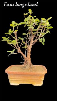 Ficus Longsiland Gifting Bonsai