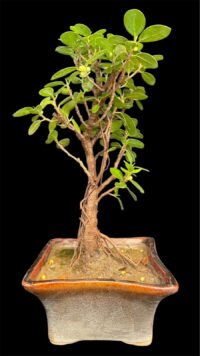 Ficus Longsiland Gifting Bonsai1