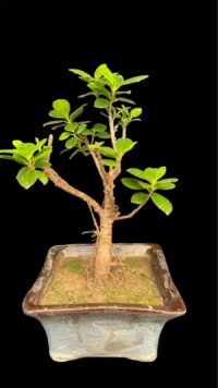 Ficus Longsiland Gifting Bonsai2