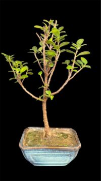 Ficus Longsiland Gifting Bonsai (Small)3