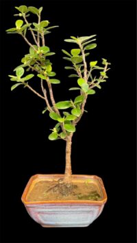 Ficus Longsiland Gifting Bonsai (Small)