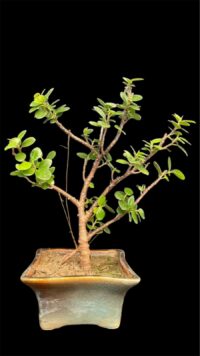 Ficus Longsiland Gifting Bonsai