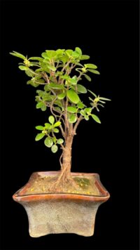 Ficus Longsiland Gifting Bonsai