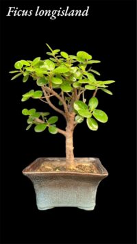 Ficus Longsiland Gifting Bonsai