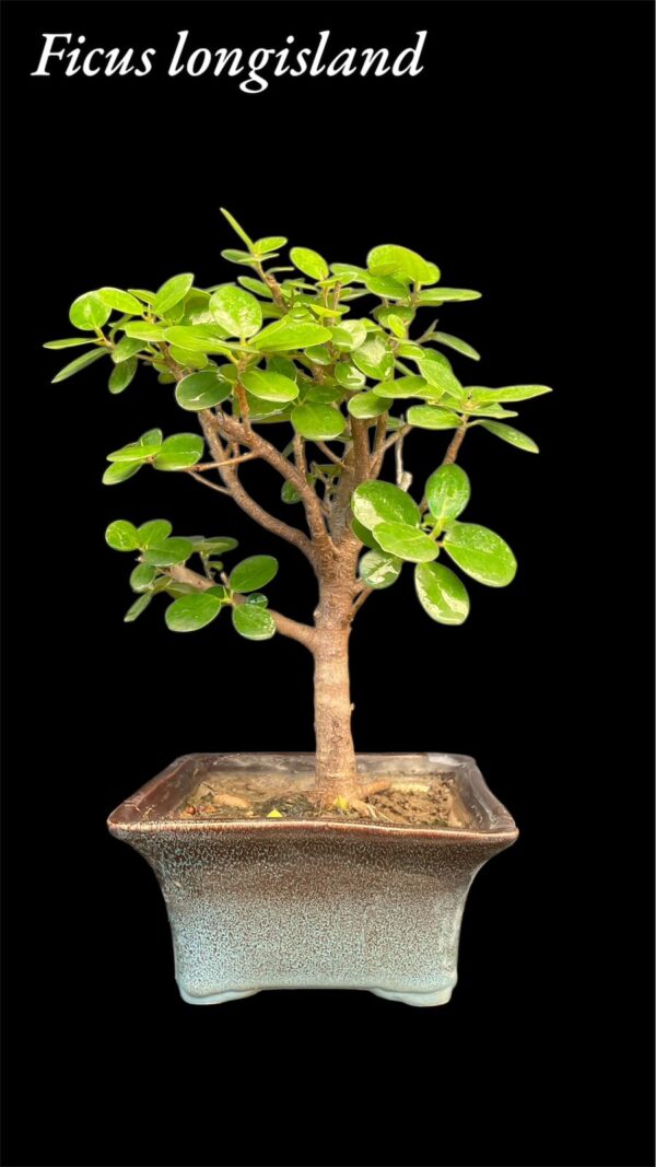 Ficus Longsiland Gifting Bonsai