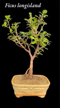 Ficus Longsiland Gifting Bonsai