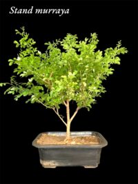 Murraya Bonsai Scented
